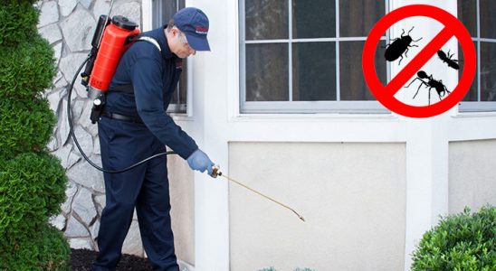 Dereli Karınca İlaçlama böcek ilaçlama ve haşere kontrolü — ilaclama-tr.com